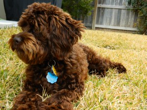 Cockapoo from Cornerstone Farms, Bowling Green, MO