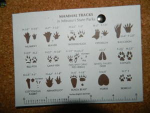 animal tracks